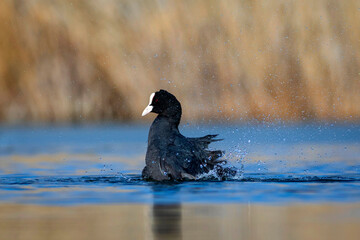 Lake and birds. Eurasian Coot. Nature background. Bird: Eurasian Coot (Fulica atra).
