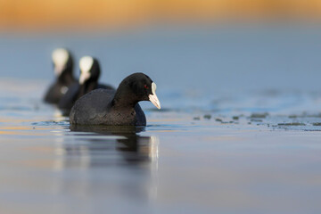 Lake and birds. Eurasian Coot. Nature background. Bird: Eurasian Coot (Fulica atra).