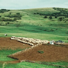 scenery with sheep herd on farm