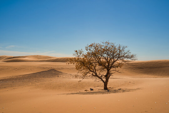 Little Sahara Sand Dunes