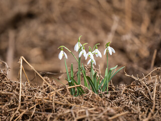 Snowdrop Emerging through Dead Bracken