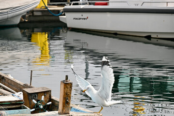 Gulls, or colloquially seagulls, are seabirds of the family Laridae in the suborder Lari. They are...