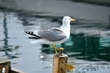 Gulls, or colloquially seagulls, are seabirds of the family Laridae in the suborder Lari. They are most closely related to the terns and only distantly related to auks, skimmers and even more distantl