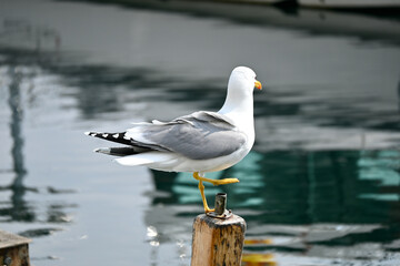 Gulls, or colloquially seagulls, are seabirds of the family Laridae in the suborder Lari. They are most closely related to the terns and only distantly related to auks, skimmers and even more distantl