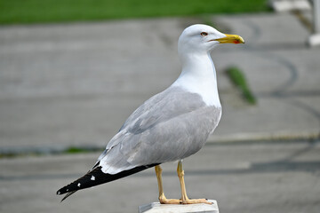 Gulls, or colloquially seagulls, are seabirds of the family Laridae in the suborder Lari. They are most closely related to the terns and only distantly related to auks, skimmers and even more distantl