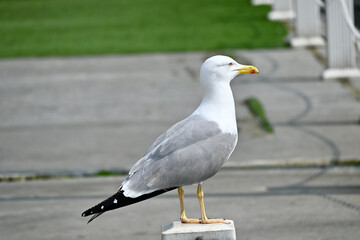 Gulls, or colloquially seagulls, are seabirds of the family Laridae in the suborder Lari. They are most closely related to the terns and only distantly related to auks, skimmers and even more distantl