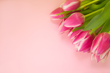 Layout, greeting card with pink background and tulips with place for text. The concept of congratulations, invitation, gratitude . High quality photo