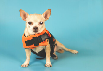 cute brown short hair chihuahua dog wearing orange life jacket, on blue background. Baywatch dog....