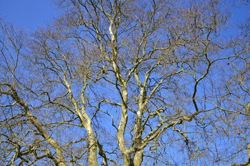 ein großer baum vor blauem Himmel, Baumkrone