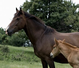 Fototapeta premium Italy, Tuscany. Horses in the wild.