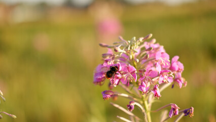 Obraz premium Purple flowers Willow-herb with bumblebee in the garden