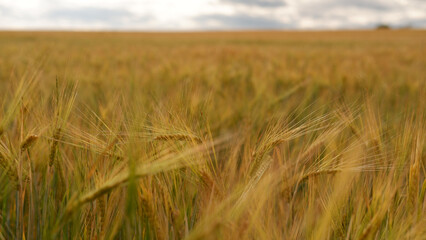 Beautiful landscape field on a summer day. Rural scene. Close up of wheat ears, field of wheat