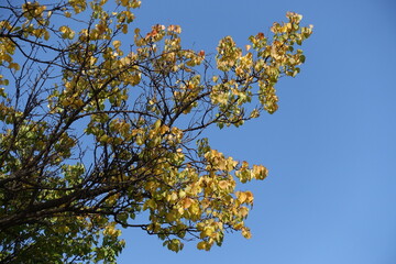 Cloudless blue sky and branches of apricot tree with autumnal foliage in October