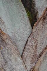 textura tronco palmera