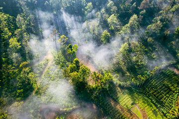 Fototapeta na wymiar Tropical rainforest in Sri Lanka. Aerial view. Foggy tropical landscape. Tea plantation from above.