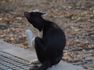 black cat sitting on a rock