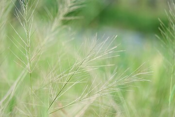 In selective focus Wild grass growing in a garden with green nature background