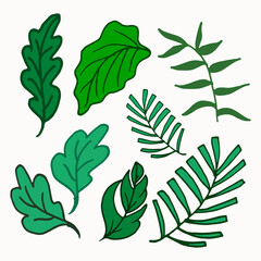 Fototapeta premium set of green leaves illustration on white background. foliage icon. decorative leaf for poster, banner, sticker, clipart, wedding ornament, decoration. hand drawn vector. beautiful hawaiian tree. 