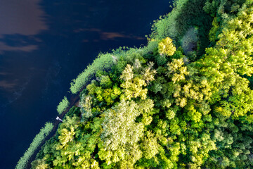 Naklejka na ściany i meble Top view of trees on Trukhaniv Island at the Dnieper riverside in Kiev, Ukraine