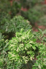 close up of green leaves