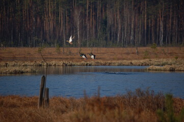 Trzy kaczki wzbijające się do lotu na torfowisku © Dagmara Zgódka
