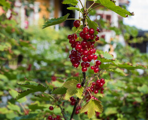 redcurrant or Ribes rubrum plants growing in a Swedish garden