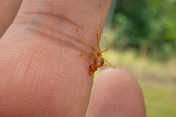 Close up Red ants bite the skin on blurred background