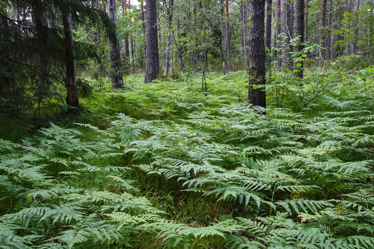 Ferns in the woods around the Sala Silvergruva, the Sala Silver mine