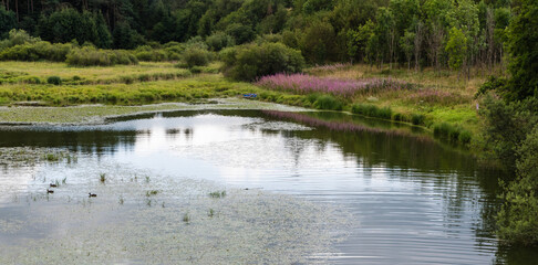 Colorful nature view over the reflecting water and plants at the Butgenbach Lake