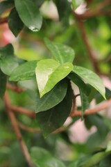 Fototapeta na wymiar close up of a green leaves