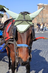 Cavallo Bardato - Roma