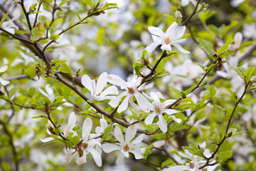 Magnolia kobus blossoms close up. Nature floral background. White magnolia flowers in spring. Seasonal wallpaper. Blooming Kobushi branch on blurred background