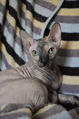 Close-up of calico sphynx cat laying in blanket