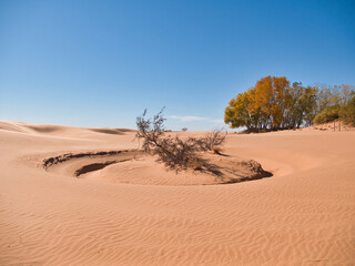 Fototapeta na wymiar Trees and Sand Dunes in Little Sahara State Park in Waynoka, USA
