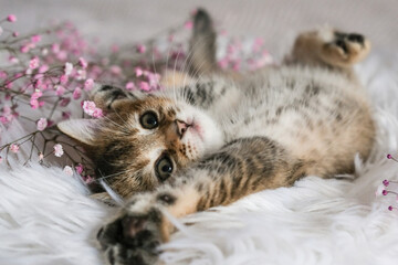 Cute Scottish Straight kitten and pink flowers on a white blanket