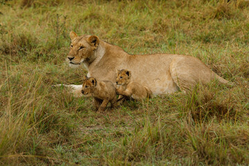Fototapeta na wymiar mother lioness and her cubs