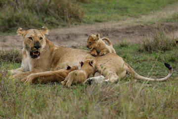 mother lioness and her cubs