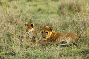 lions cubs on the savannah