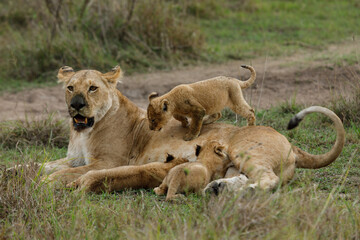 mother lioness and her cubs