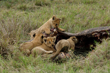 Obraz na płótnie Canvas lion cubs gnawing on the carcass of a hippopatamus