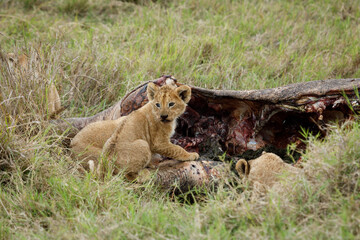 Fototapeta na wymiar lion cubs gnawing on the carcass of a hippopatamus