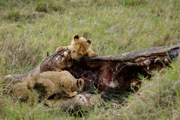 lion cubs gnawing on the carcass of a hippopatamus