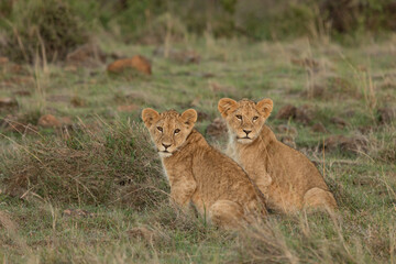 lions cubs on the savannah