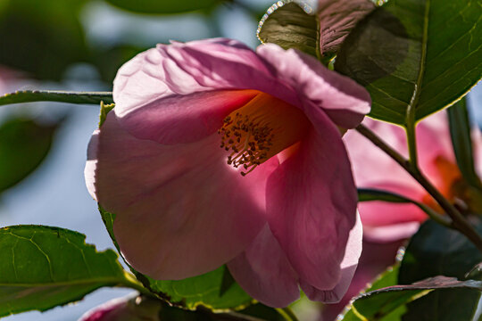 Camellia in a Japanese garden