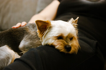 A sad Yorkshire Terrier dog lying on his mistress' lap. Sadness, longing, sadness concept. Unhappy fluffy puppy. Little pet loyal lap dog with sad eyes on black background. Pet sleeping at home.