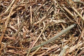closeup of dry hay in sunlight