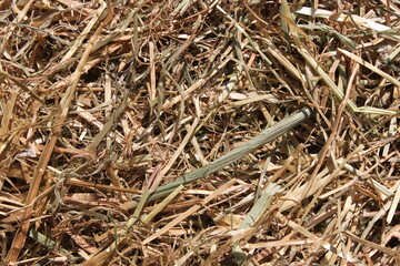 closeup of dry hay in sunlight