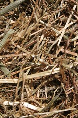 closeup of dry hay in sunlight