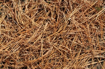 the fallen brown needles of a pine tree spread on the ground