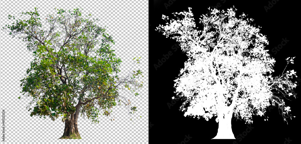 Poster big tree on transparent picture background with clippings path and alpha channel